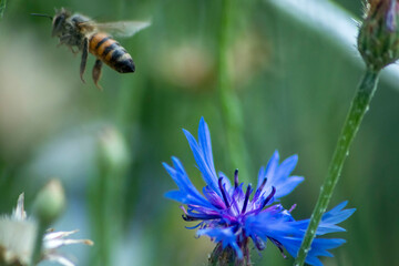 Bee Leaving Blue Flower