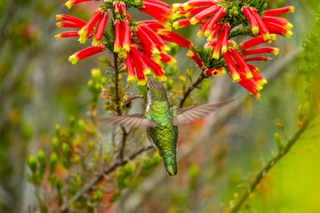Anna's Hummingbird (Calypte anna) drinks nectar from 
Erica discolor Andrews flower.