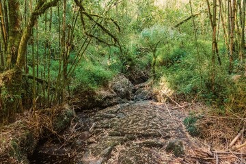 A dry river in the Mount Sabyinyo in the Mgahinga Gorilla National Park, Uganda