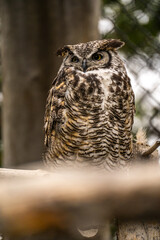 Close-up of Great horned owl, Grizzly  Wolf Discovery Centre, Yellowstone National Park.