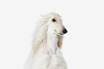 Image of beautiful purered white Afghan Hound dog against white studio background. Wind blowing. Concept of animal, dog life, care, beauty, vet, domestic pet. Copy space for ad