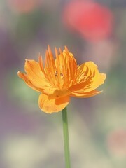 Chinese Golden Queen orange flower in pastel colors