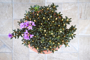Chinese dwarf rhododendron planted in the pot, top view