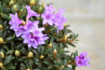 Close up of flowering Chinese dwarf rhododendron