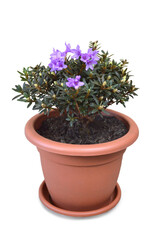 Chinese dwarf rhododendron in the flower pot isolated on white background