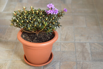 Flowering Chinese dwarf rhododendron planted in the flower pot