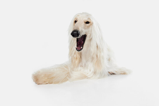 Image of beautiful purered white Afghan Hound dog against white studio background. Yawning, sleepy. Concept of animal, dog life, care, beauty, vet, domestic pet. Copy space for ad