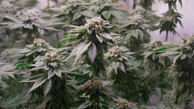 Cannabis Growing Indoors