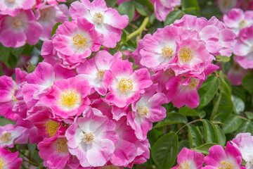  French Roses or Gallic rose rose of provins