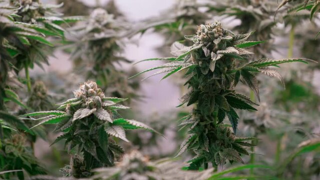 Cannabis Growing Indoors