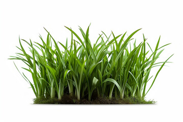 Green grass isolated on white background. Generative AI.