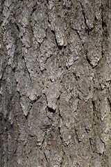 松の木の表皮