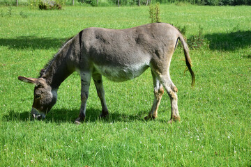 Naklejka na ściany i meble donkey farm, green grass, animal, nature. Donkey eats grass