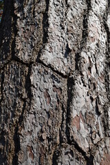 松の木の表皮
