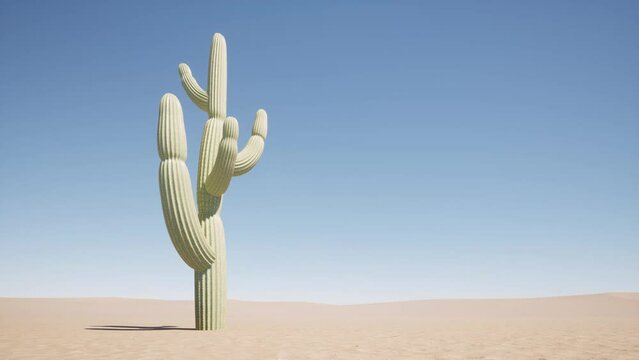 Cactus in the desert against the background 