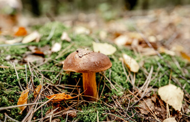 Boletus Edulis Mushrooms on Wood in Poland