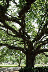 Gorgeous scenery at a local park in New Orleans on a summer day.