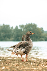 Wild goose by a lake, greylag geese