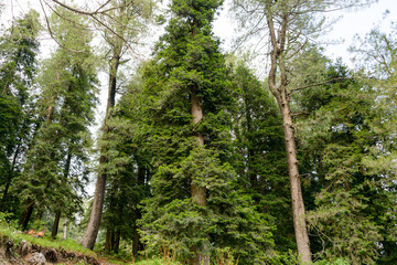 Fototapeta premium Pinus Roxburghii Tree on the Mountains in Nathia Gali, Abbottabad, Pakistan.