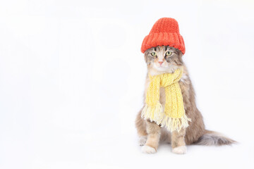 Cat in a knitted yellow scarf and a knitted orange hat. Lovely Kitten dressed in a knitted outfit. Pet care. Clothing for animal. Studio shot of Kitten. Copy space. Portrait of a Cat. Needlework. 