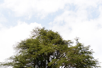 A view of the pine trees and white clouds in the sky in Nathia Gali, Abbottabad, Pakistan.