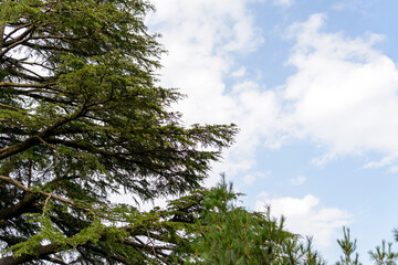 A view of the pine trees and white clouds in the sky in Nathia Gali, Abbottabad, Pakistan.