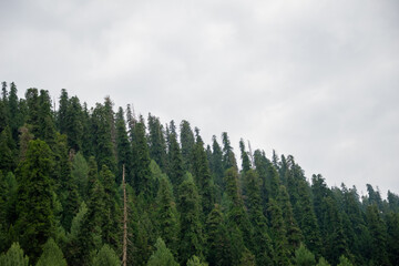 Pinus Roxburghii Tree on the Mountains in Nathia Gali, Abbottabad, Pakistan.