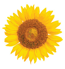 Girasol - Sunflower