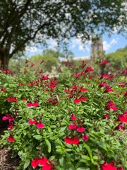 Gorgeous scenery at a local park in New Orleans on a summer day.