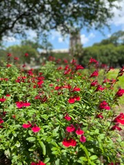 Gorgeous scenery at a local park in New Orleans on a summer day.