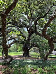 Gorgeous scenery at a local park in New Orleans on a summer day.