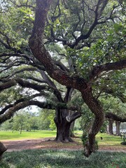 Gorgeous scenery at a local park in New Orleans on a summer day.