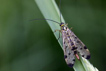 Skorpionfliege - Panorpidae	
