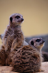 Two cute meerkats, also called a suricate, sitting looking around. They are small mongoose found in southern Africa. They are comical and funny. With space for text. - 614572355