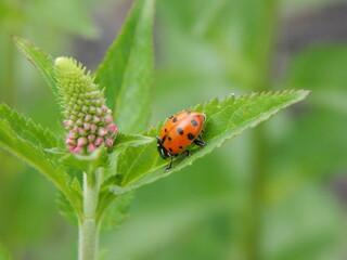 ladybird on a leaf