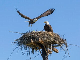 Nesting American Bald Eagle Pair