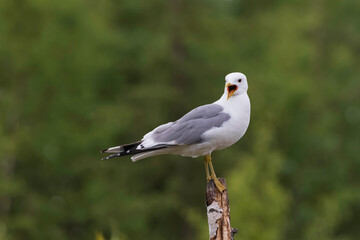 Springtime Mew Gull in Alaska to Breed