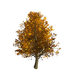 tree isolated