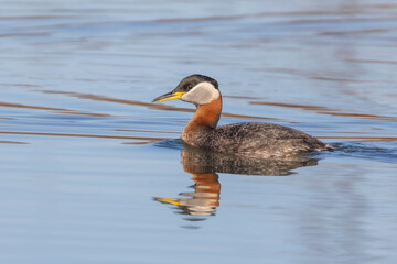 A Red-necked Grebe in Alaska