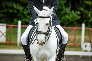 White horse during dressage competition, bridle, saddle and rider.