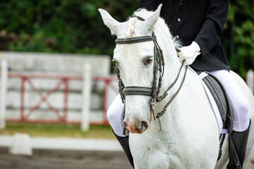 White horse during dressage competition, bridle, saddle and rider.