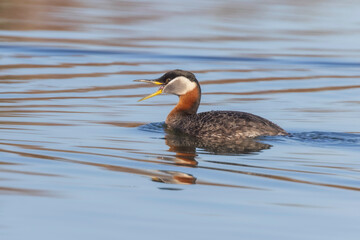 A Red-necked Grebe in Alaska