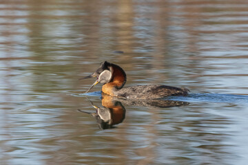 A Red-necked Grebe in Alaska