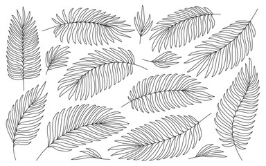 Tropical palm black line leaves isolated on white. Hand drawn tropic jungle foliage coloring book page. Exotic nature plant leaf for wedding greeting cards foil DIY laminating wrappers, floral stamp