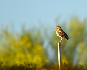 A photograph of a Burrowing Owl 