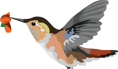 Hummingbird Bird Animal Vector