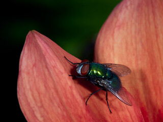 fly on leaf