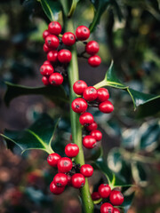 Holly plant