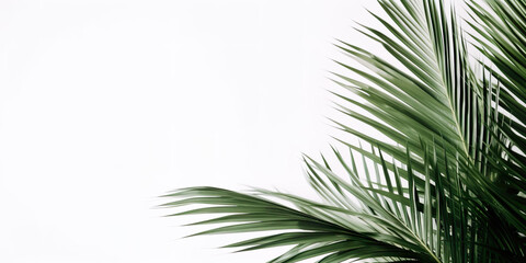 Fototapeta na wymiar Set of palm leaves on white background, summer concept, IA generativa
