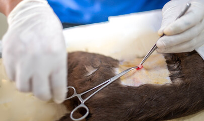 Hands of veterinarian with gloves holding and cutting cat's testicles.